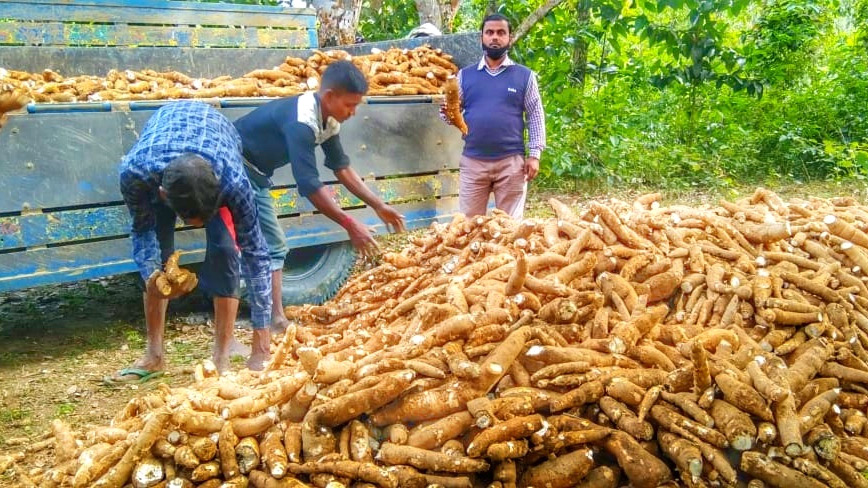 কাসাভা চাষে আগ্রহ বাড়ছে কুলাউড়ার চাষিদের