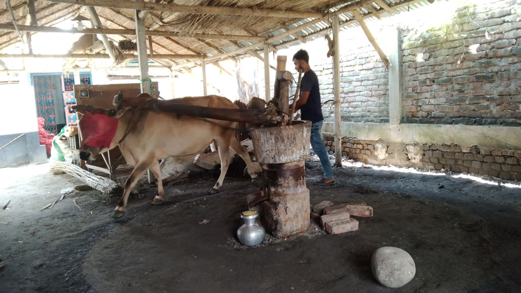 পাটকেলঘাটায় এখন গরুর মাধ্যমে ঘানি টেনে সরিষার তেল সংগ্রহ করেন খুব কম মানুষ। তবে ইয়াছিন সরদার বাপ-দাদার পেশাকে ধরে রাখতে এখনো এভাবে তেল সংগ্রহ করে বিক্রি করেন। তাঁর কলেজপড়ুয়া আব্দুল্লাহকে দেখা যাচ্ছে গরু ও ঘানির সঙ্গে। পাটকেলঘাটার পশ্চিম দাই পাড়া এলাকা, সাতক্ষীরা, ৪ মার্চ ২০২৪। ছবি: মুজিবুর রহমান 