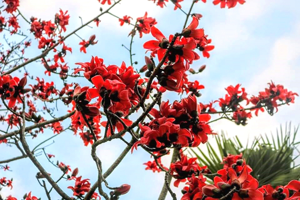 আজ পয়লা ফাল্গুন। ষড়্ঋতু পরিক্রমায় প্রকৃতিতে এসেছে ঋতুরাজ বসন্ত। সোনালি রোদ, স্বচ্ছ আকাশ। শীতের রিক্ততা ভুলে প্রকৃতিতে বইছে ফাল্গুনী হাওয়া। গাছে গাছে শিমুল-পলাশ ফুল রাঙিয়ে তুলেছে প্রকৃতি। রাথুরা গ্রাম, বানিয়াজুরী ইউনিয়ন, ঘিওর উপজেলা, মানিকগঞ্জ, ১৪ ফেব্রুয়ারি ২০২৪। ছবি: আব্দুর রাজ্জাক