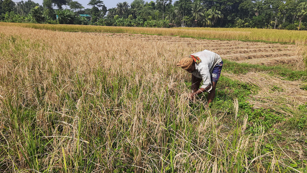 আমনে কৃষকের হাসি