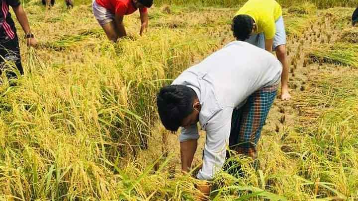 শ্রমিক সংকটে পাকা ধান তোলা নিয়ে শঙ্কায় কালীগঞ্জের কৃষকেরা