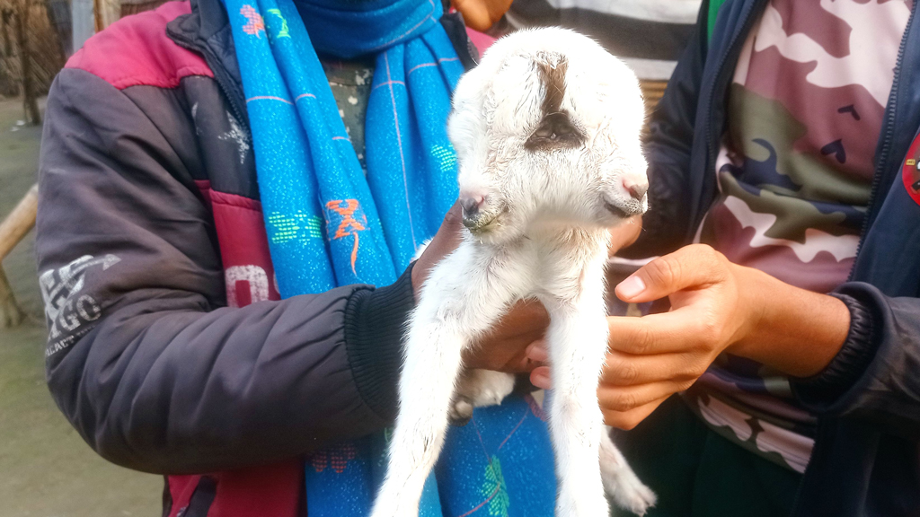 রাণীশংকৈলে জন্মাল দুই মাথার ছাগলছানা, উৎসুক জনতার ভিড়