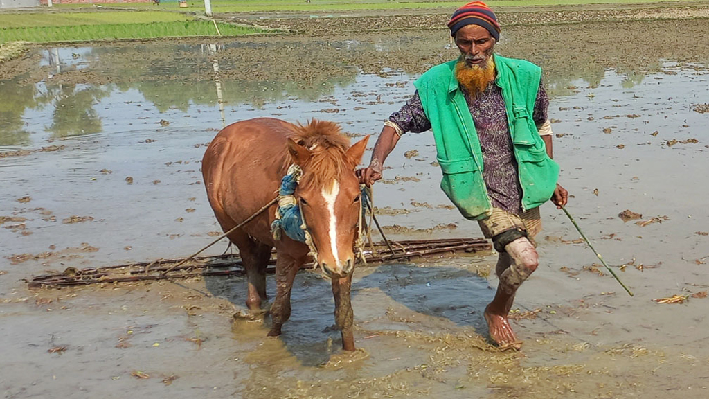 গরুর বদলে ঘোড়া দিয়ে হালচাষ 