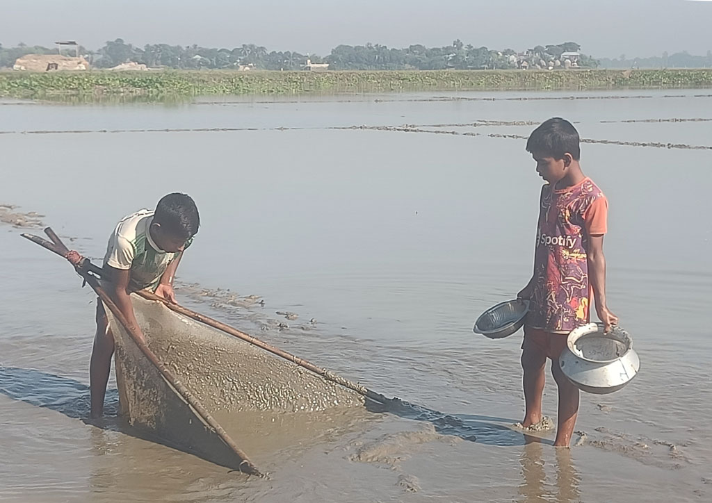 নিচু জমিতে জমে থাকা পানিতে মাছ শিকার করছে দুই শিশু। সরাইল উপজেলার পাকশিমুল ইউনিয়নের পরমানন্দপুর এলাকা, ব্রাহ্মণবাড়িয়া, ১ নভেম্বর ২০২৩। ছবি: এম মনসুর আলী