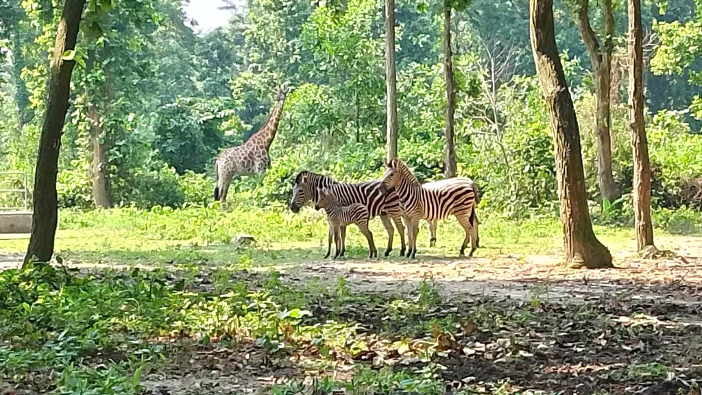 বঙ্গবন্ধু শেখ মুজিব সাফারি পার্কে নীলগাই, কমন ইল্যান্ড ও জেব্রা পরিবারে নতুন পাঁচ অতিথি