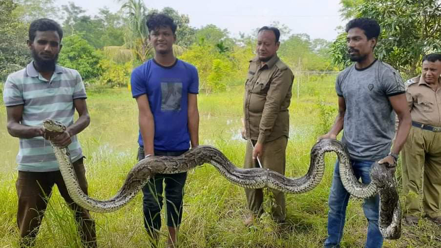 শরণখোলায় এক বছরে ৩৫টি সাপ উদ্ধার