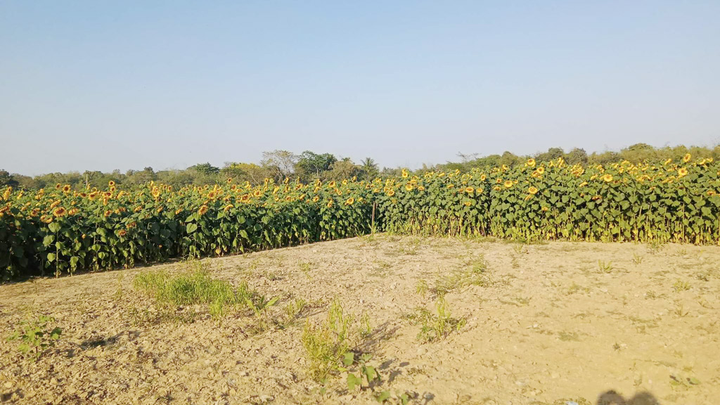 বারহাট্টায় বাড়ছে সূর্যমুখী ফুলের চাষ