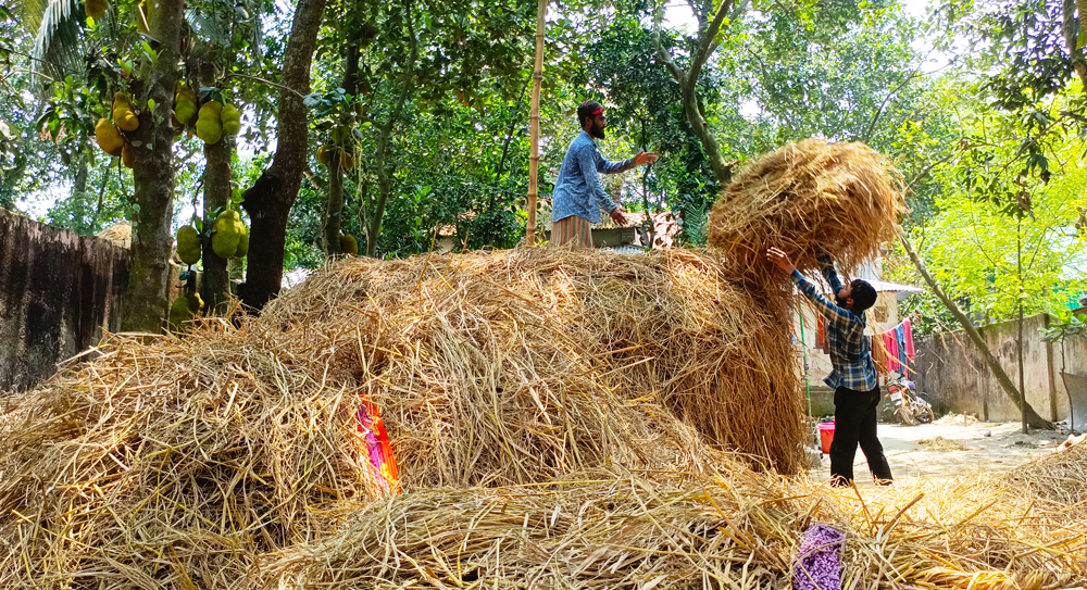 বোরোধান সংগ্রহ প্রায় শেষ পর্যায়ে। এখন গোখাদ্য (খড়) সংগ্রহে ব্যস্ত সময় পার করছেন কৃষকেরা। রায়পুরার মুছাপুরের পূর্বহরিপুর গ্রামের একটি বাড়ির উঠানে শুকানো খড় স্তূপাকারে সংরক্ষণ করছেন কৃষকেরা। ৩১ মে ২০২৪, নরসিংদী। ছবি: হারুনূর রশিদ