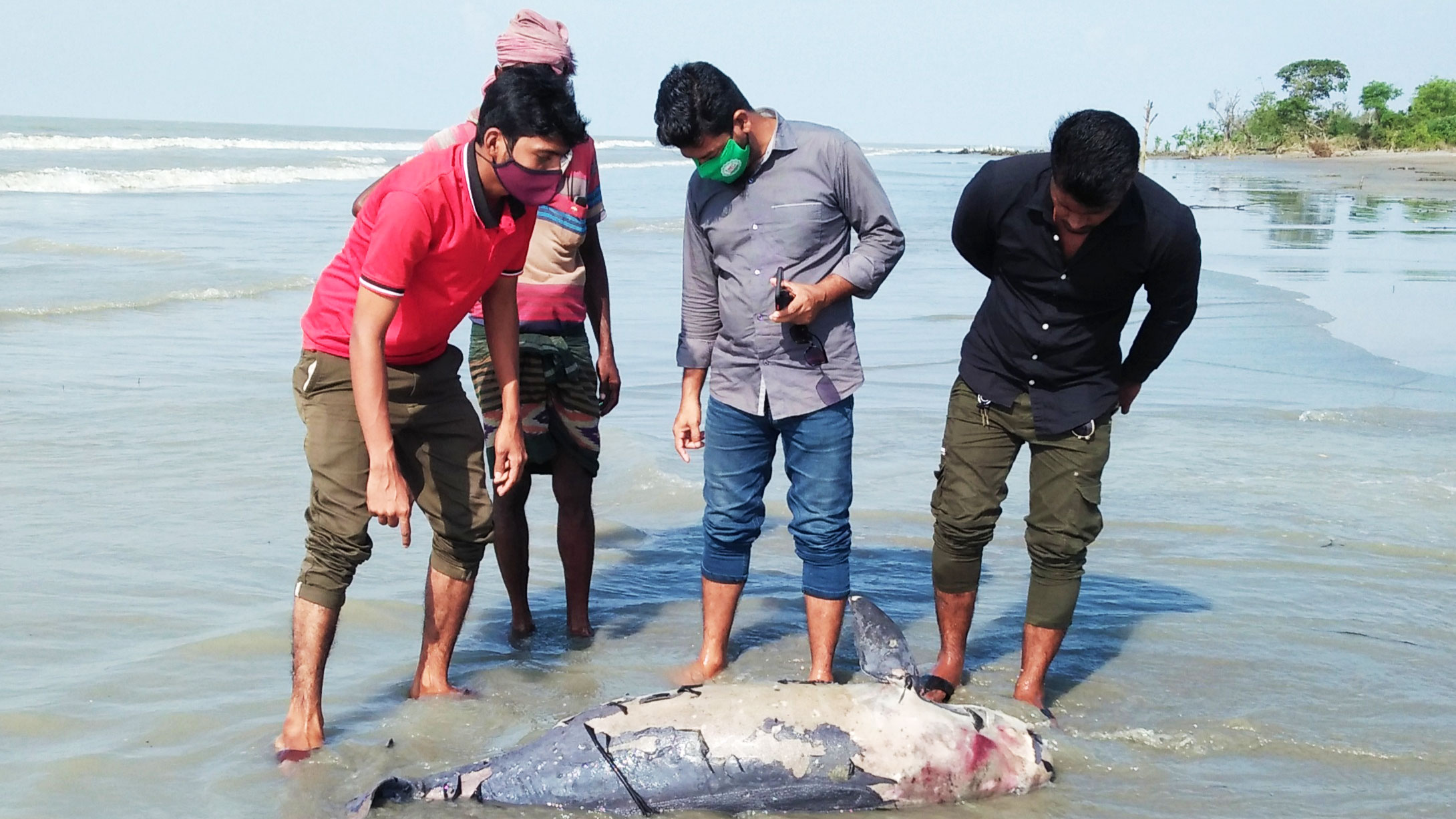 কুয়াকাটায় আবারও ভেসে এল মৃত ডলফিন