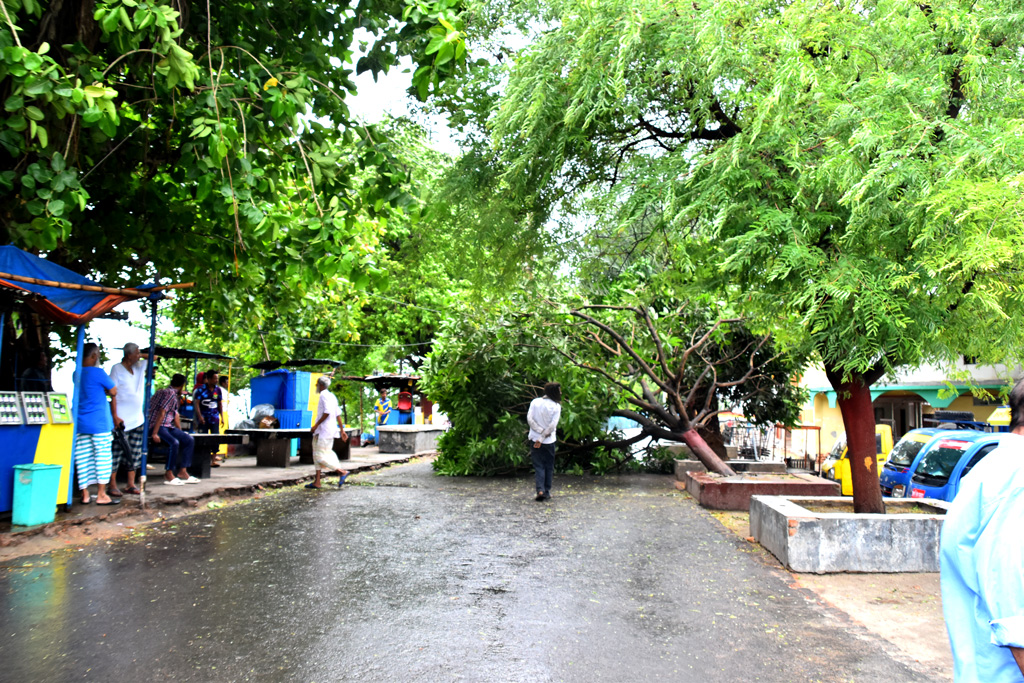 ঘূর্ণিঝড় রিমালের প্রভাবে ঝোড়ো বাতাস ও বৃষ্টি হচ্ছে। সড়কে উপড়ে পড়েছে একটি গাছ। এতে ব্যাহত হয় যানচলাচল। ছবিটি নগরীর দরগাপাড়া এলাকা থেকে তোলা, রাজশাহী, ২৭ মে ২০২৪। ছবি: মিলন শেখ