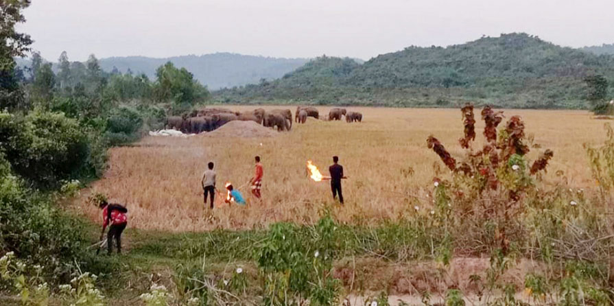 বন্য হাতির তাণ্ডব: ফসল বিনষ্টের অর্ধেক ক্ষতিপূরণও মেলে না