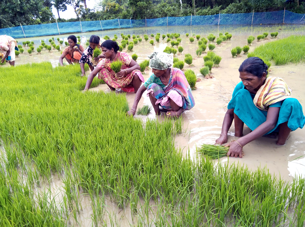 বোরো ধান চাষাবাদে জন্য বীজতলা থেকে চারা তুলছেন কৃষক-কৃষাণীরা। ফুলবাড়ী, দিনাজপুর, ০৪ ফেব্রুয়ারি, ২০২৩। ছবি: মো. মেহেদী হাসান