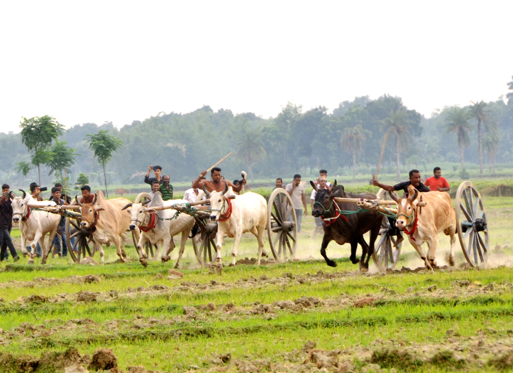 বর্ষ পুরান ঐতিহ্যকে ধরে রাখতে গ্রামবাংলার ঐতিহ্যবাহী গরুর গাড়ি দৌড় প্রতিযোগিতা। যা উপভোগ করে হাজার হাজার মানুষ। কাশিমপুর ইউনিয়নের ডহরপাড়া, যশোর, ১০ জুন ২০২৩। ছবি: আজকের পত্রিকা