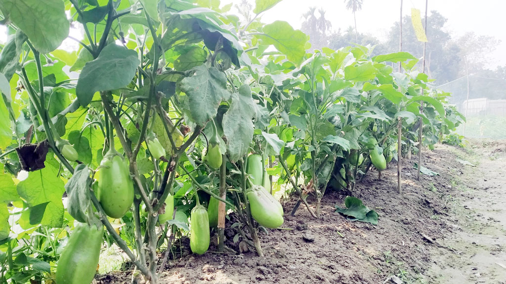 প্রথমবারের মতো বারি-১২ জাতের বেগুন চাষ করছেন কৃষক শ্রী রাজেন্দ্র কুমার সিংহ। ওই সব গাছে ধরা এক একটি বেগুন দেখতে কিছুটা লাউ আকারের। সেগুলোর প্রত্যেকটি ওজন প্রায় এক-দুই কেজি বলে জানিয়েছেন তিনি। কমলগঞ্জ, মৌলভীবাজার, ৩০ জানুয়ারি, ২০২৩। ছবি: মাহিদুল ইসলাম
