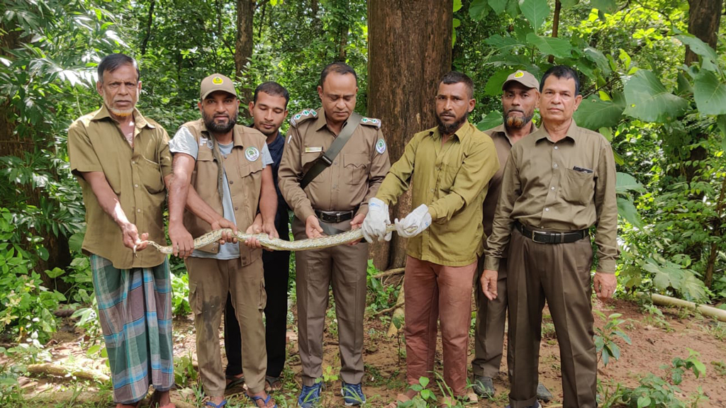 আড়ত থেকে উদ্ধার হওয়া অজগর কাপ্তাই জাতীয় উদ্যানে অবমুক্ত