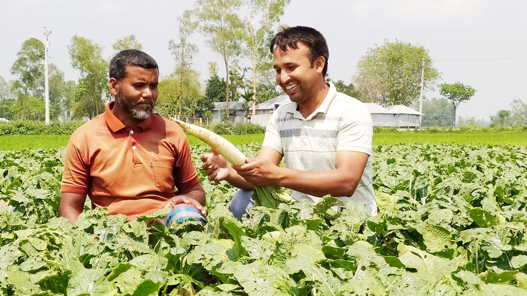 সারা বছর মুলা চাষ করে লাভবান শিবগঞ্জের কৃষকেরা