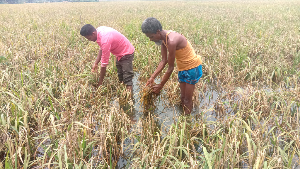 ৫০ হেক্টরে গাছ থাকলেও নেই ধান