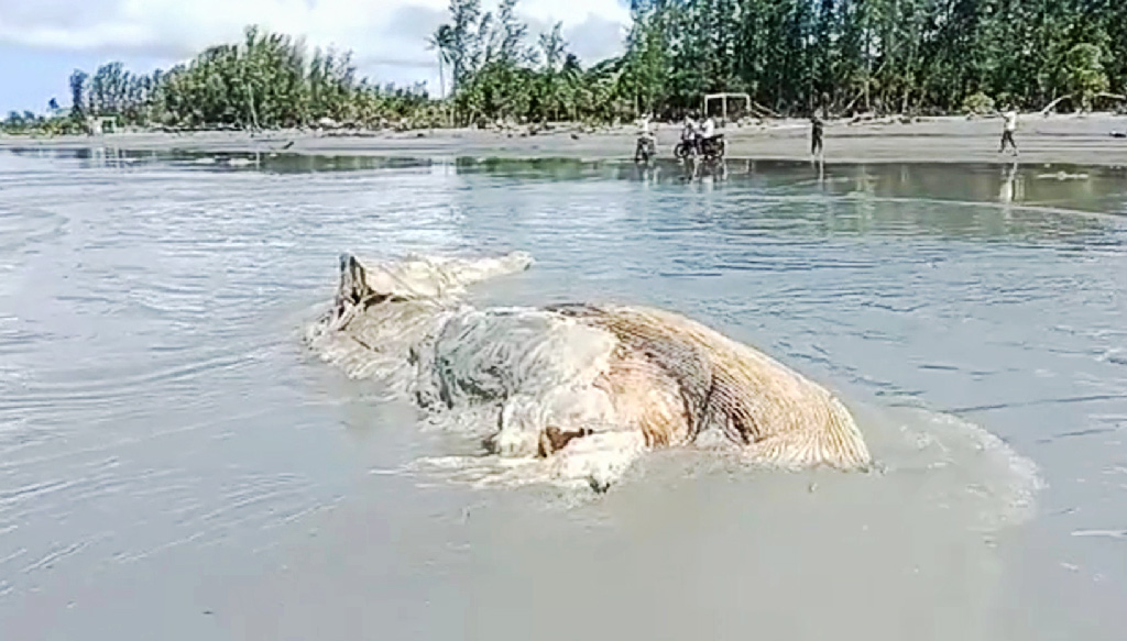 কুয়াকাটা সৈকতে ভেসে এসেছে মৃত তিমি