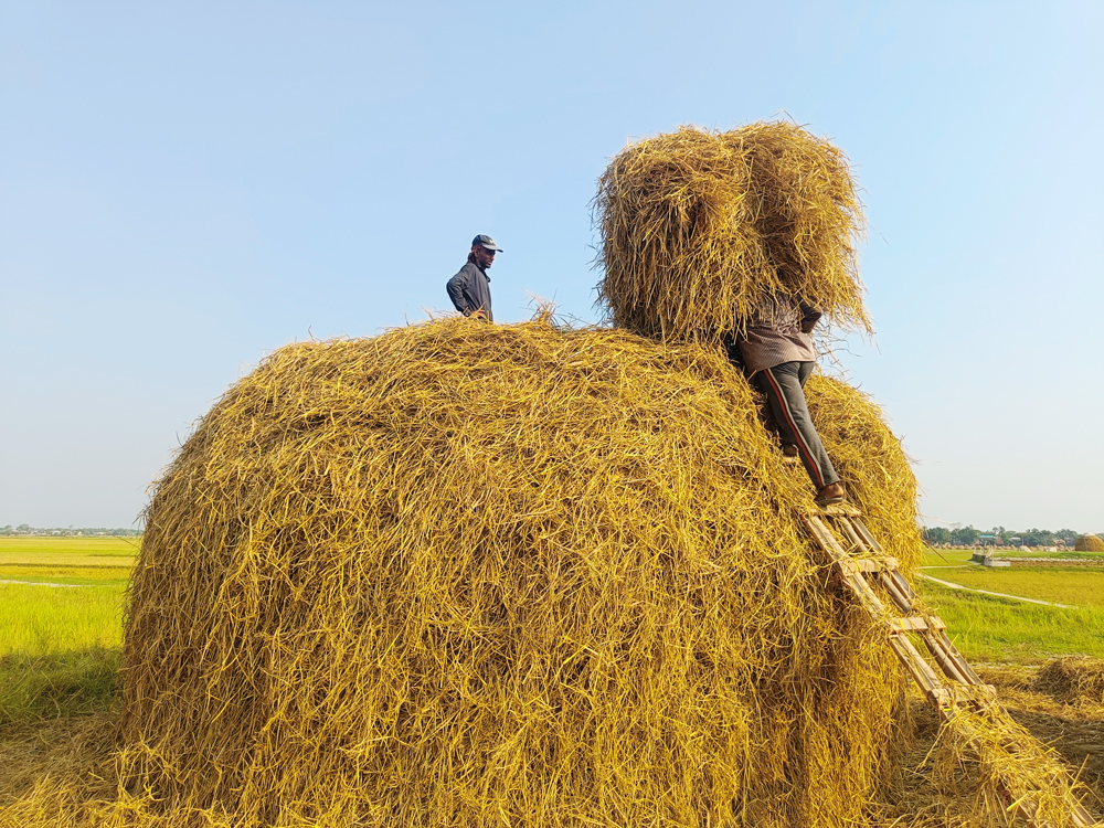দুজন কৃষক গাদা তৈরি করে গবাদিপশুর খাবারের জন্য খড় সংরক্ষণ করছেন। একজন মাটিতে রাখা খড়গুলো মই বেয়ে ওপরে নিয়ে অপরজনকে দিচ্ছেন। তিনি খড়গুলো স্তূপের চারপাশে ঘুরে ঘুরে ছড়িয়ে দিয়ে পিরামিডের আকার করবেন যাতে বৃষ্টিতে ক্ষতি না হয়। সরাইল উপজেলার কাটাখালী গ্রাম, ব্রাহ্মণবাড়িয়া, ২৩ মে ২০২৪। ছবি: এম মনসুর আলী