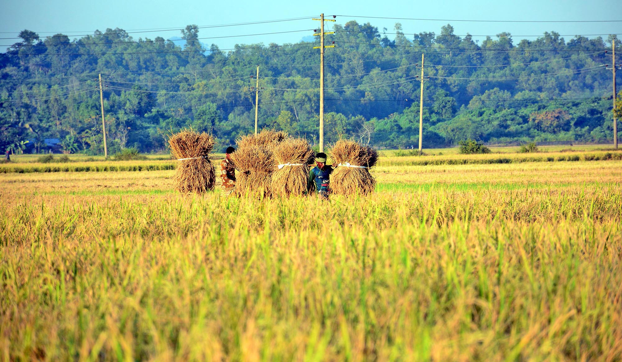 দিনের ছবি (০৮ ডিসেম্বর, ২০২২)