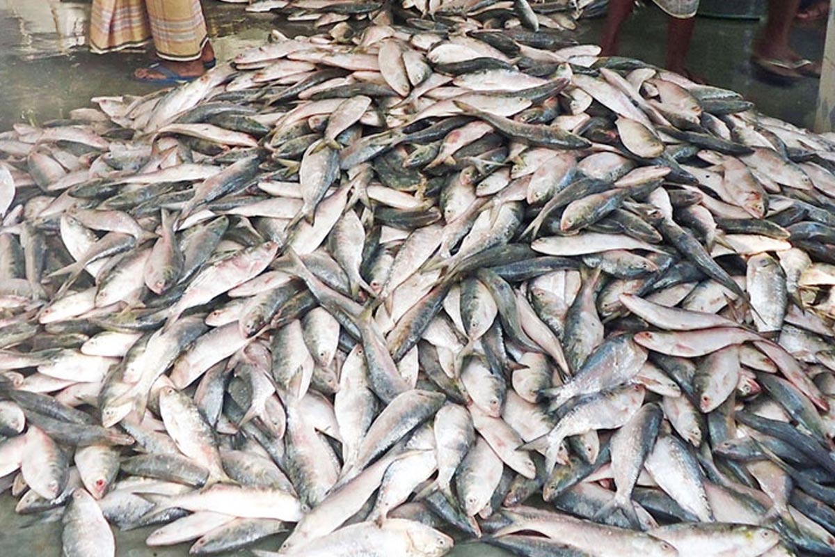 ৪ অক্টোবর থেকে ২২ দিন ইলিশ ধরা নিষিদ্ধ