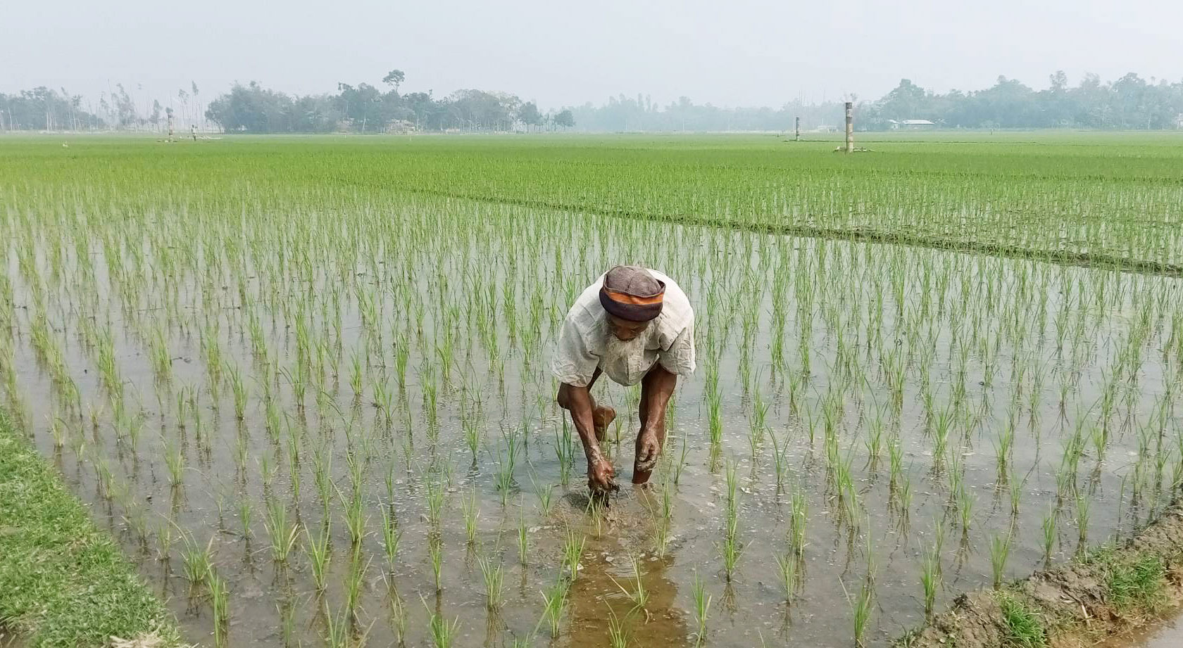 কয়েক দিন আগে রোপণ করা আউশ ধানের খেতে আগাছা পরিষ্কার করছেন এক কৃষক। গাইবান্ধা সদর, গাইবান্ধা, ৯ ফেব্রুয়ারি, ২০২৩। ছবি: মোহাম্মদ আনোয়ার হোসেন শামীম