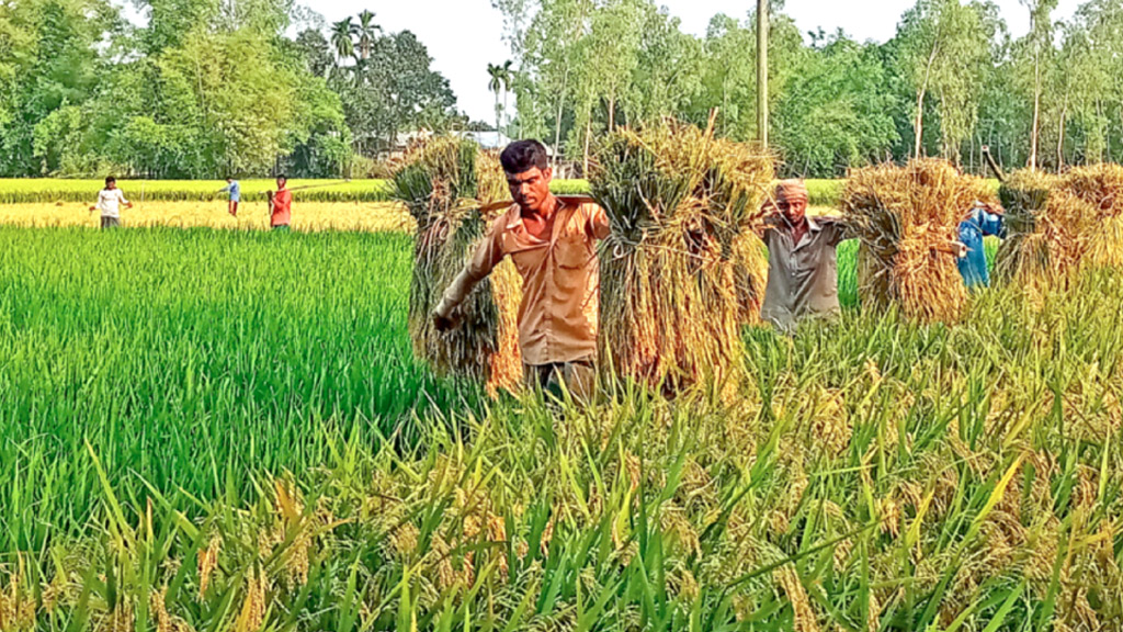 বিস্তীর্ণ মাঠে সোনালি স্বপ্ন