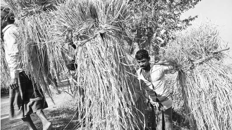 বানিয়াচংয়ে ধান কাটা শুরু নেই নবান্ন উৎসব