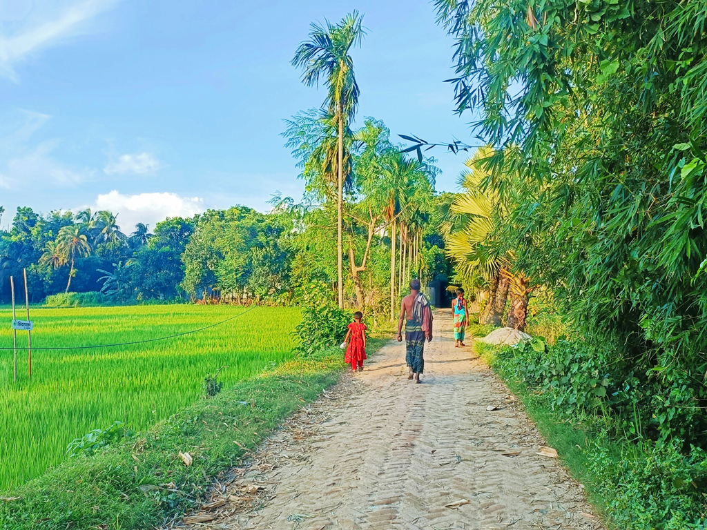 প্রভাতের স্নিগ্ধ আলোয় গাঁয়ের পথ ধরে হেঁটে যাচ্ছে গ্রামবাসী। ইট বিছানো পথের একপাশে শস্যখেত, অপর পাশে সবুজ গাছপালা। ঘিওর উপজেলার বালিয়াখোড়া ইউনিয়নের কাউটিয়া গ্রাম, মানিকগঞ্জ, ৩ সেপ্টেম্বর। ছবি: আব্দুর রাজ্জাক