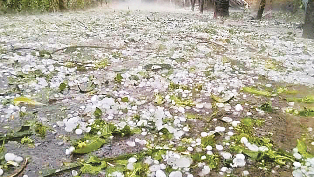 শিলাবৃষ্টিতে ফসলের ক্ষতি