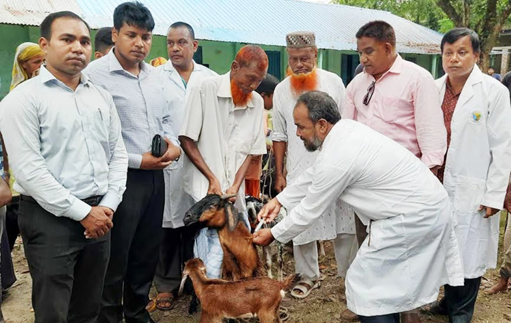 ছাগলের টিকা কেনায় দুর্নীতির অভিযোগ তদন্ত করবে সংসদীয় কমিটি