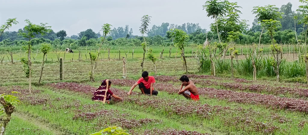 কৃষক জমিতে চাষ করেছেন লাল শাকসহ বিভিন্ন শাক-সবজি। বাজারে বিক্রির জন্য পরিবারের সদস্যদের নিয়ে শাক তুলছেন। রায়পুরার মুছাপুর পূর্বহরিপুর গ্রাম থেকে তোলা, নরসিংদী, ২৬ নভেম্বর ২০২৪। ছবি: হারুনূর রশিদ