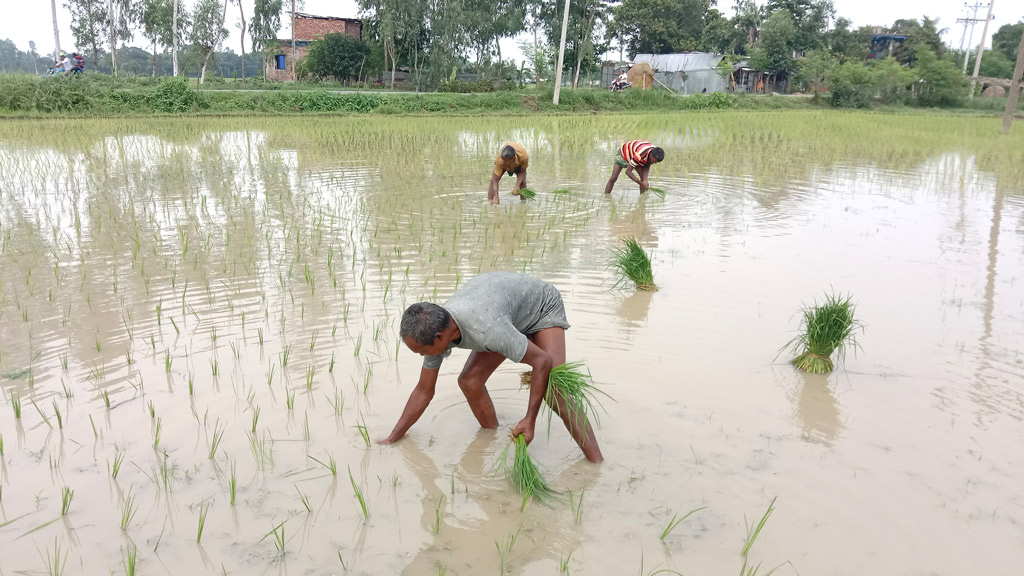 চারা রোপণেও বাড়তি খরচ