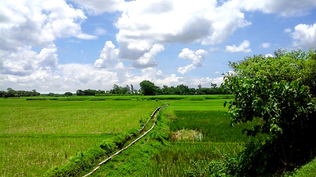 দূরে শরতের নীল আকাশে সাদা মেঘেদের ঘোরাফেরা। এর সঙ্গে সবুজ মাঠ-গাছপালা মিলিয়ে জন্ম দিয়েছে অসাধারণ এক দৃশ্যের। সিংগাইর উপজেলার গোলাইডাঙ্গা এলাকা, মানিকগঞ্জ, ৫ সেপ্টেম্বর। ছবি: আব্দুর রাজ্জাক