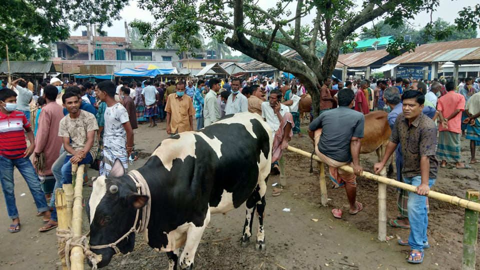 লকডাউনে সুন্দরগঞ্জে জমজমাট পশুহাট, মানছে না স্বাস্থ্যবিধি