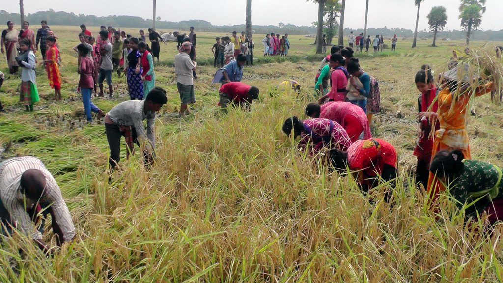 কৃষকের পাশে শিক্ষার্থীরা