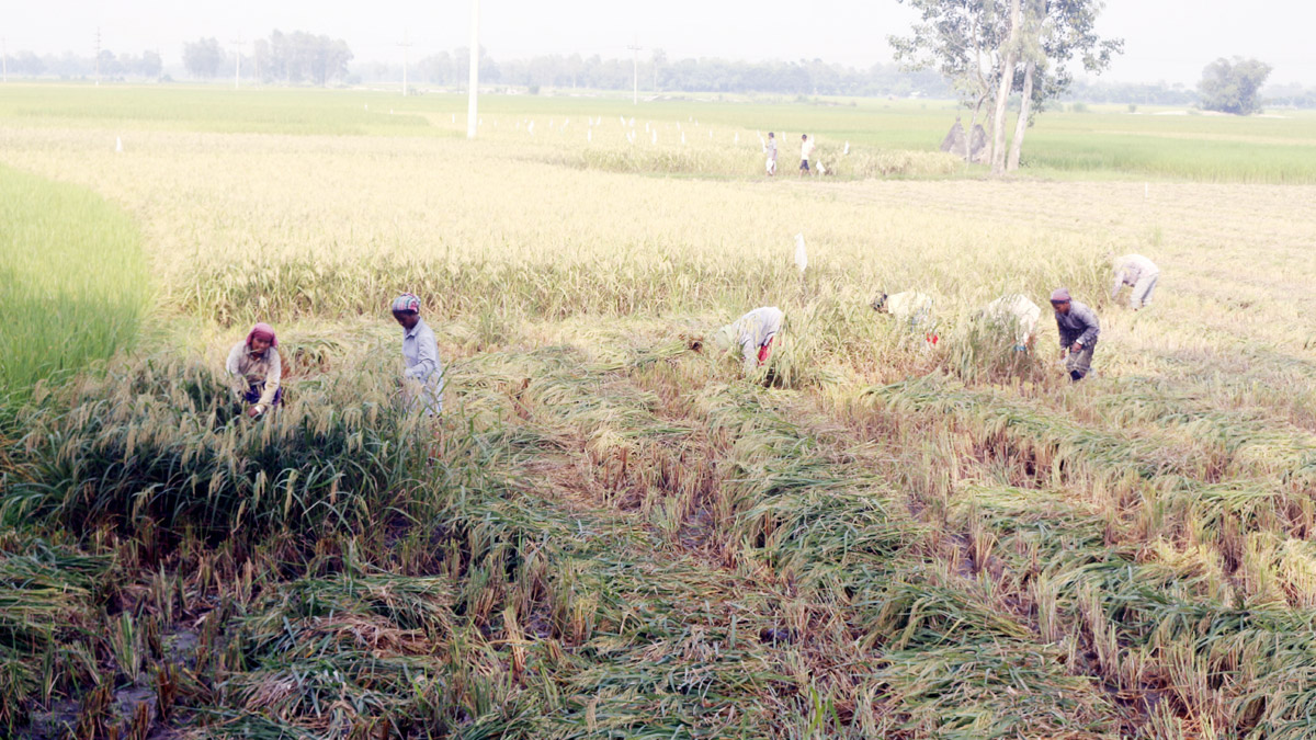 হেমন্তে নতুন ধান কাটার ধুম, ঘরে ঘরে উৎসবের আমেজ