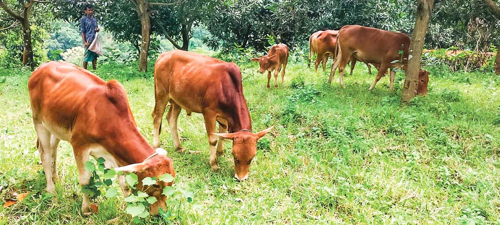 কদর থাকলেও সংকটে চট্টগ্রামের ‘লাল গরু’