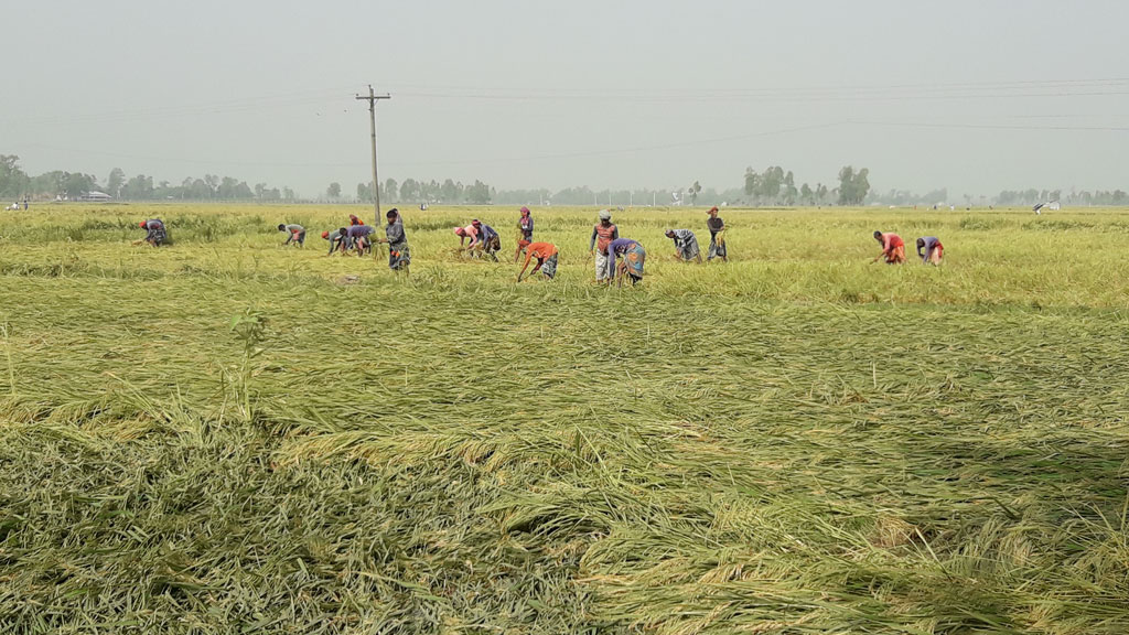 উফশী কাটা শুরু, ফলনও ভালো