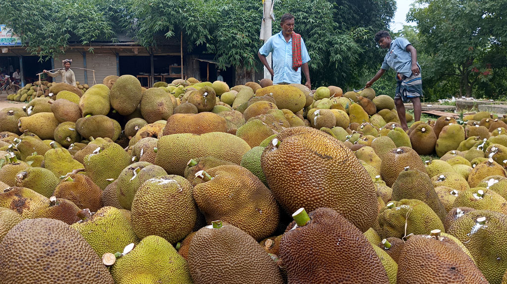 সখীপুরের বিভিন্ন হাটে সপ্তাহে ৪০-৫০ লাখ টাকার কাঁঠাল বিক্রি 