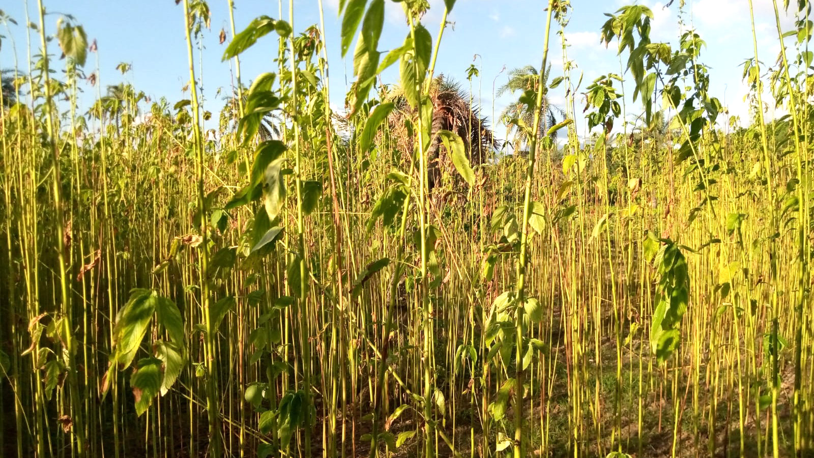 কাঙ্ক্ষিত বৃষ্টি না হওয়ায় শুকিয়ে যাচ্ছে পাটখেত