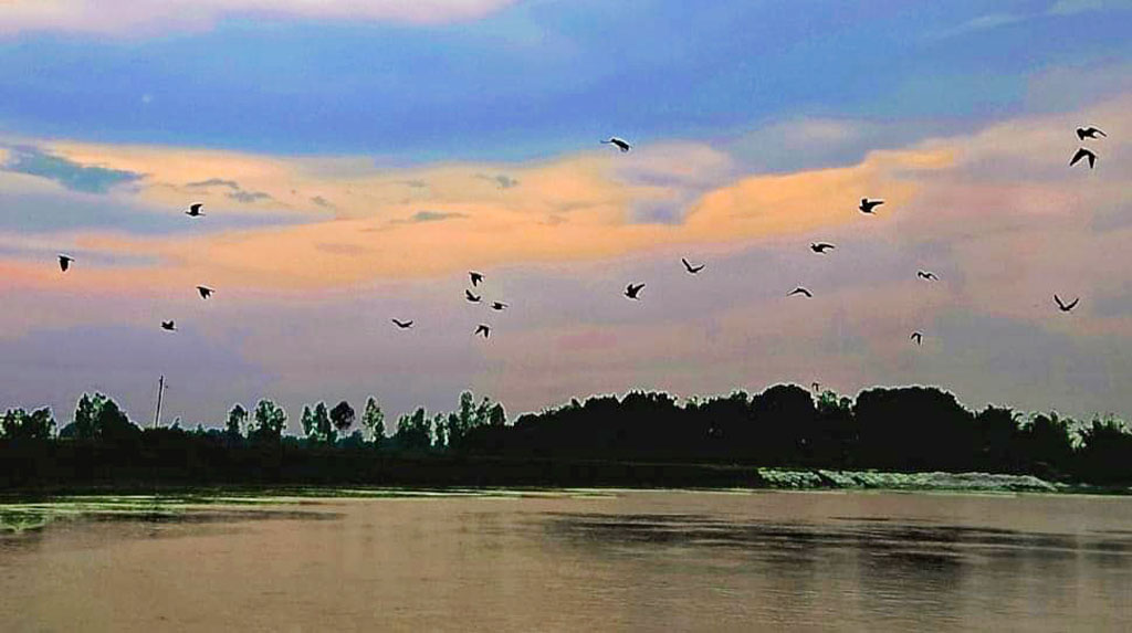 সূর্যটা ডুবে যাবে একটু পরেই। ধলেশ্বরীর ওপরের আকাশে নানা রঙের খেলা। এ সময় নীড়ে ফিরতে দেখা যাচ্ছে ক্লান্ত পাখিদের। এদিকে নদীর জলে ঢেউ খেলে কাশবনে মিশে যায় উদাসী বাতাস। সব মিলিয়ে শরতের সাঁঝবেলায় অসাধারণ এক দৃশ্যের জন্ম হয়েছে। ঘিওরের বৈকুন্ঠপুর, মানিকগঞ্জ, ৩ সেপ্টেম্বর ২০২৩। ছবি: আব্দুর রাজ্জাক