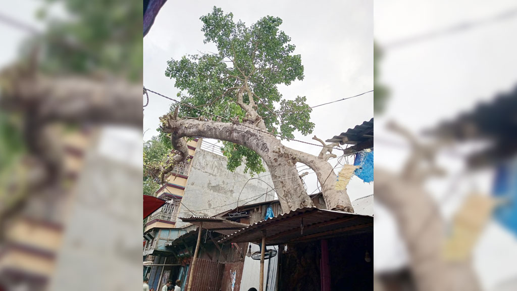 দুষ্ট দোকানি ও বটবৃক্ষের জীবনরক্ষার লড়াই