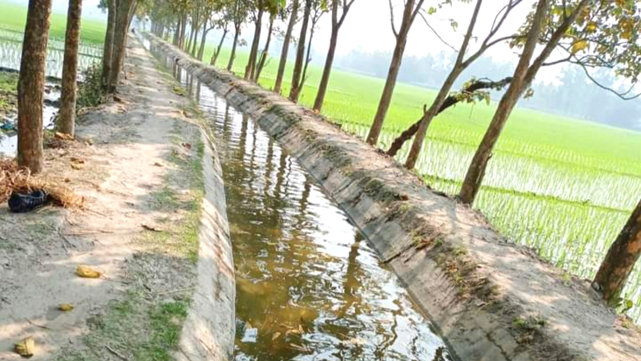 পানি পর্যাপ্ত, স্বস্তিতে ধানচাষিরা