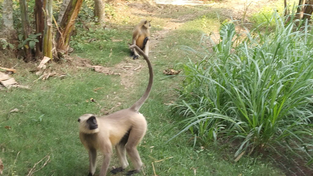 যশোরের কেশবপুর উপজেলার হনুমান খাদ্যের সন্ধানে পাটকেলঘাটার লোকালয়ে ঘুরে বেড়াচ্ছে। গতকাল রোববার পাটকেলঘাটার রাজেন্দ্রপুর এলাকায়, সাতক্ষীরা, ১১ ডিসেম্বর ২০২৩। ছবি: মুজিবুর রহমান