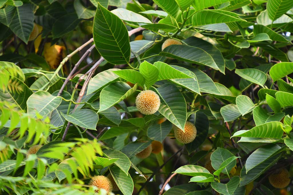 ফুটতে শুরু করেছে বর্ষার ফুল কদম। নগরীর পাঠানপাড়া এলাকা থেকে তোলা, রাজশাহী, ৫ জুন ২০২৪। ছবি: মিলন শেখ