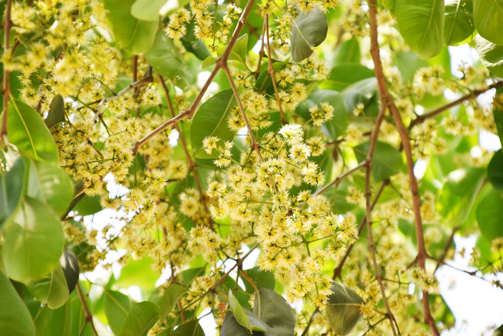 পথের ধারে মনোমুগ্ধকর হলদে চন্দ্রপ্রভা বা সোনাপাতি গাছে ফুল ফুটেছে। নগরীর ভেরিপাড়া এলাকা, রাজশাহী, ৫ এপ্রিল ২০২৪। ছবি: মিলন শেখ