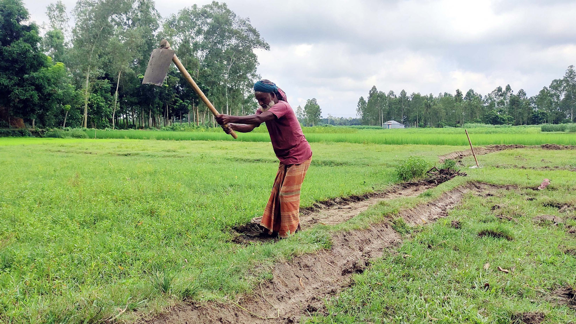 উল্লাপাড়ায় ফসলের জমি প্রস্তুত করতে ব্যস্ত কৃষক