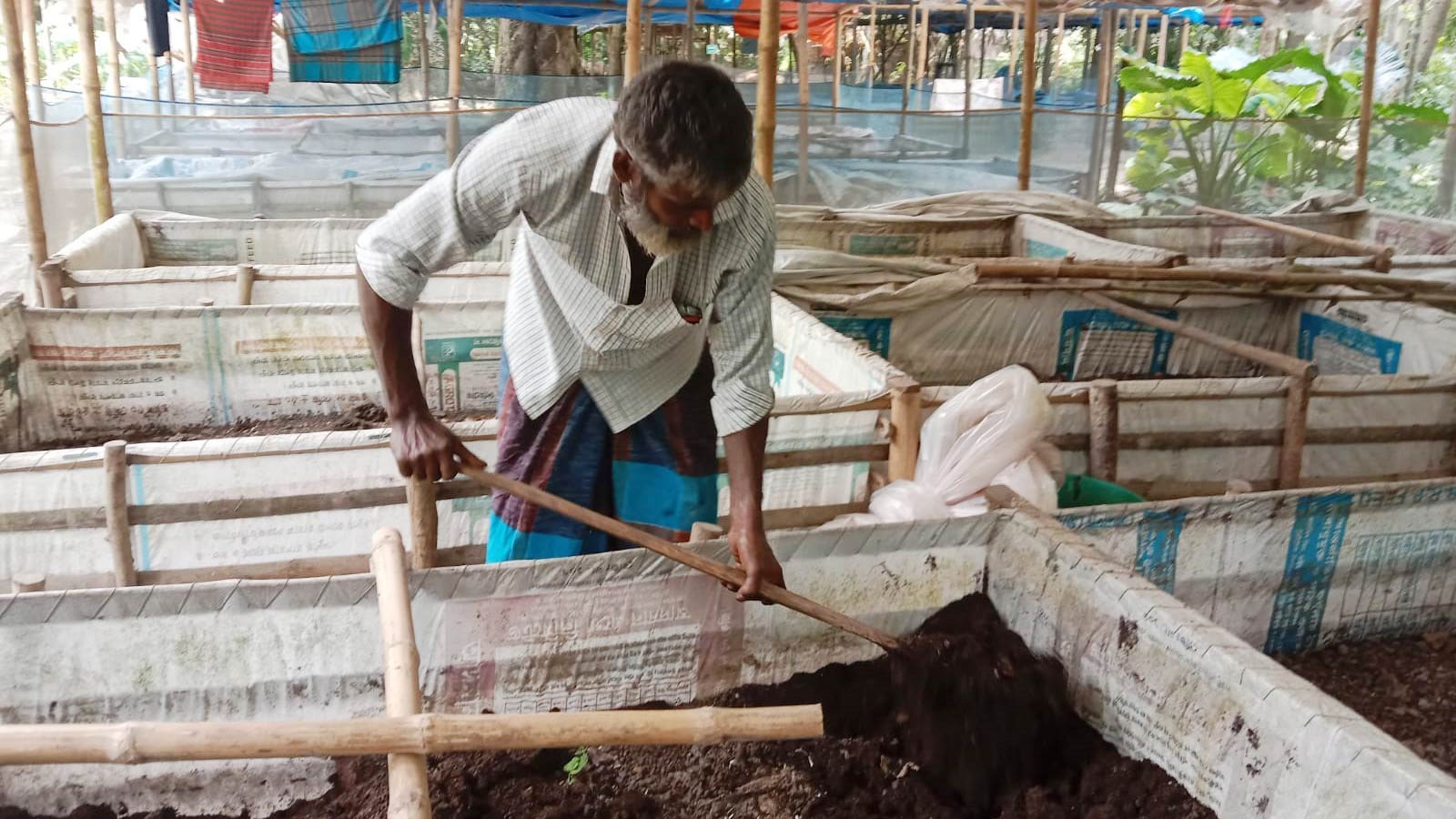 বাড়ছে ভার্মি কম্পোস্ট সারের ব্যবহার, কমছে উৎপাদন খরচ