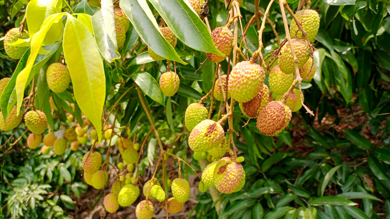 লিচুতে এবার দাবদাহের কোপ